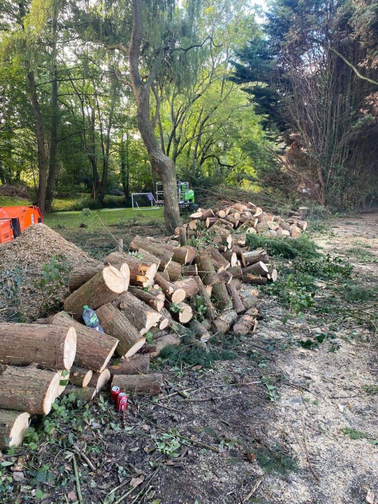 This is a photo of a wood area which is having multiple trees removed. The trees have been cut up into logs and are stacked in a row. Kempston Tree Surgeons